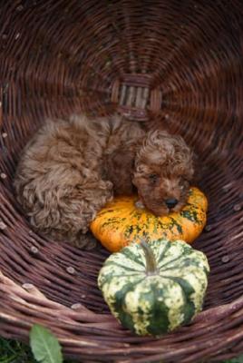 Miniature poodle - Vienna Dogs, Puppies