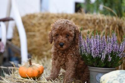 Miniature poodle - Vienna Dogs, Puppies