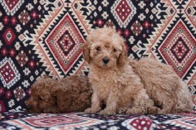 Miniature poodle - Vienna Dogs, Puppies