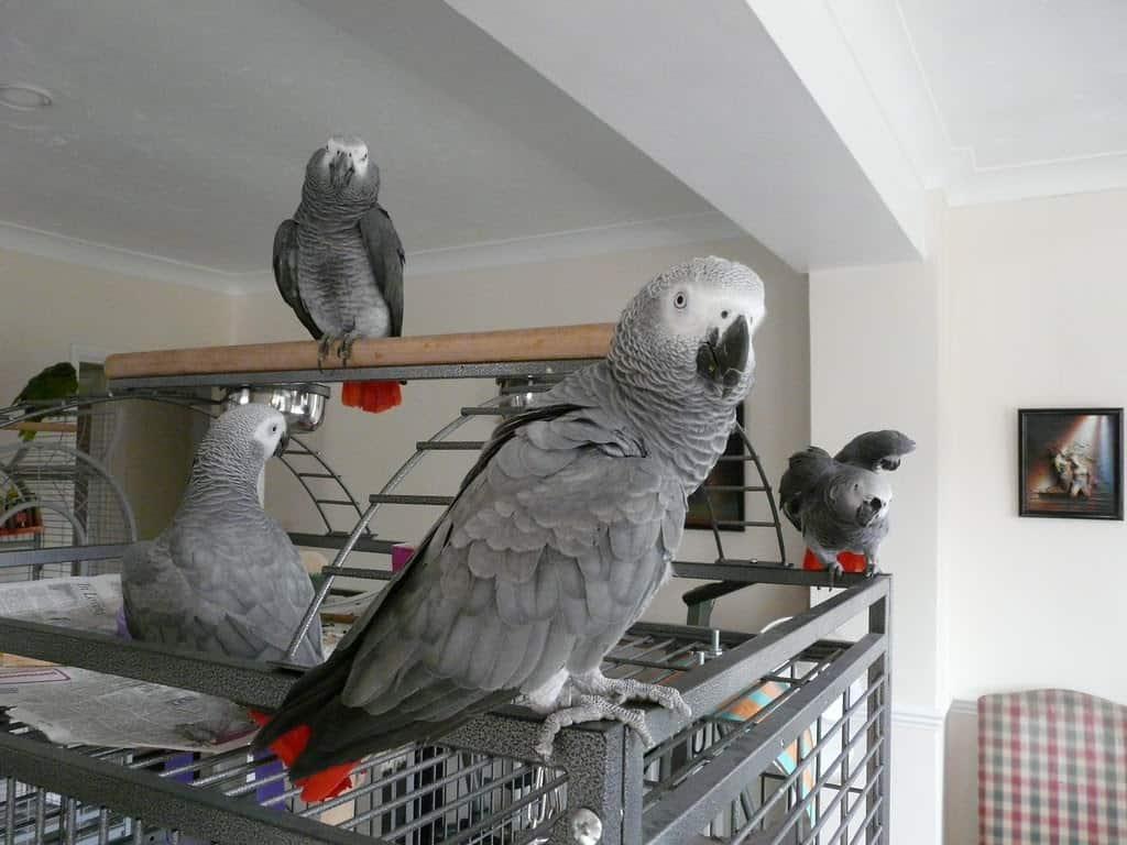 Africa grey parrots - Berlin Birds