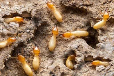 Termite Treatment in Jaipur - Jaipur Other