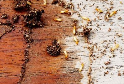 Termite Treatment in Jaipur - Jaipur Other