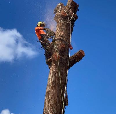 Tree Removals in Mornington Peninsula
