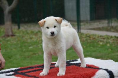 Shiba Inu puppies - Vienna Dogs, Puppies