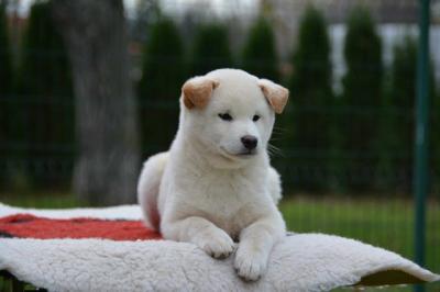 Shiba Inu puppies - Vienna Dogs, Puppies