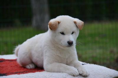 Shiba Inu puppies - Vienna Dogs, Puppies