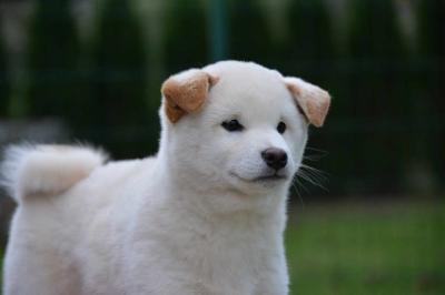 Shiba Inu puppies - Vienna Dogs, Puppies