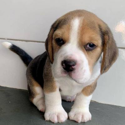 Beagle puppies available - Ottawa Dogs, Puppies