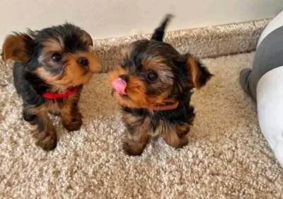 Yorkie puppies available - Ottawa Dogs, Puppies