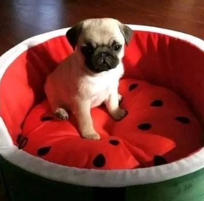 Pug puppies available - Ottawa Dogs, Puppies