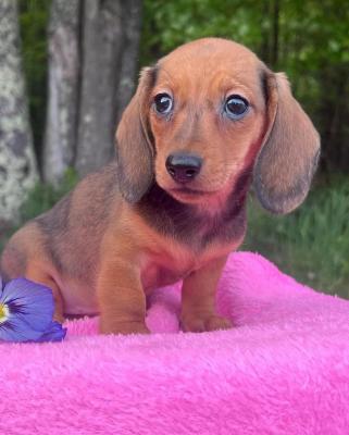 Miniature Dachshund puppies available - Ottawa Dogs, Puppies