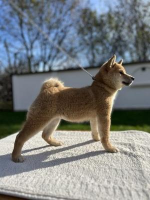 Shiba Inu - Vienna Dogs, Puppies