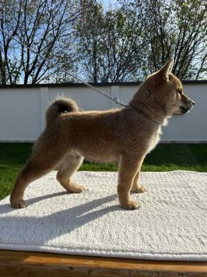 Shiba Inu - Vienna Dogs, Puppies