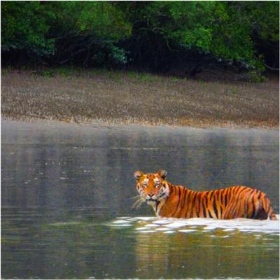 Sundarban Tour with Hotel Sonar Bangla - Kolkata Other