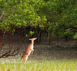 Sundarban Tour with Hotel Sonar Bangla - Kolkata Other