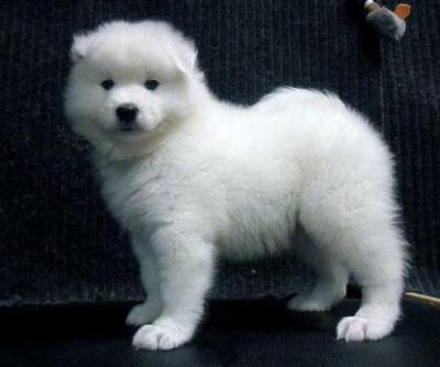 High Rated Purebred Samoyed Puppies - Other Other