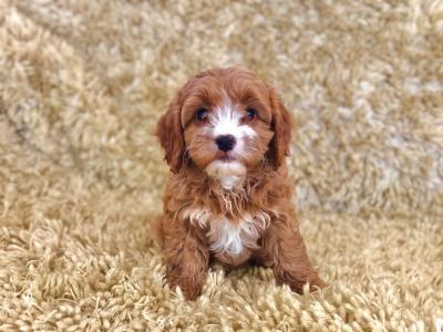 Healthy  Cavapoo Puppies. - Brussels Dogs, Puppies