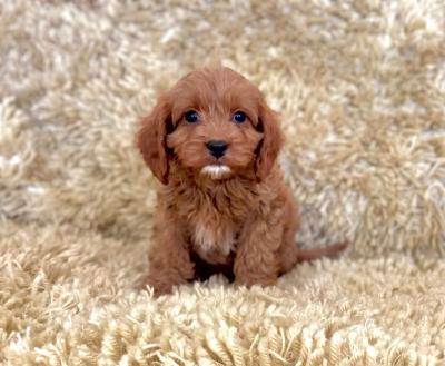 Healthy  Cavapoo Puppies. - Brussels Dogs, Puppies