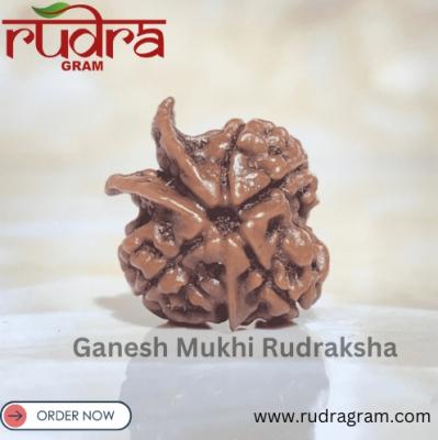Ganesh Mukhi Rudraksha - Rudragram 