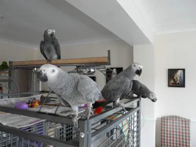 beautiful africal grey parrots available for re homing