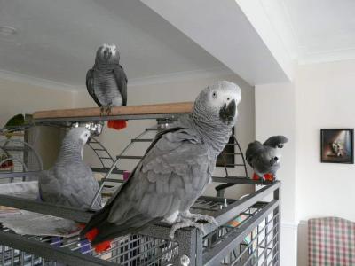 beautiful africal grey parrots available - Singapore Region Birds