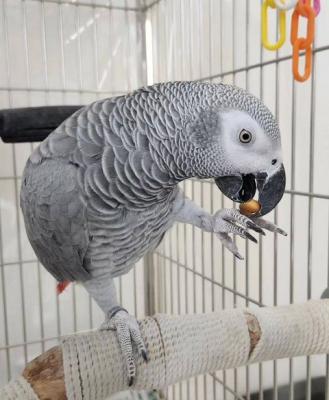 Good home africa grey parrot - Singapore Region Birds