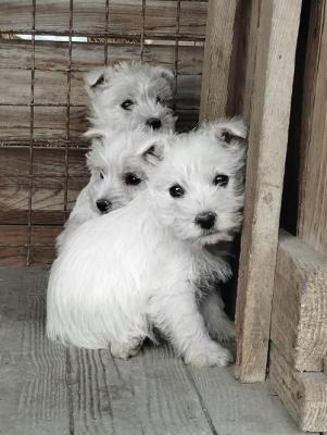 Westie terrier - Vienna Dogs, Puppies