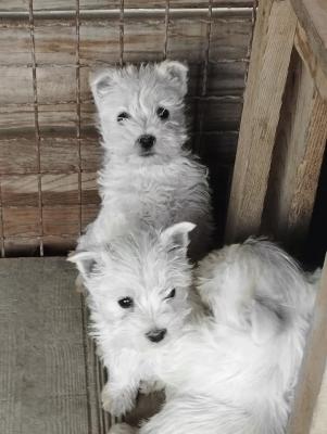 Westie terrier - Vienna Dogs, Puppies