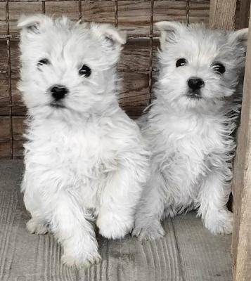 Westie terrier - Vienna Dogs, Puppies