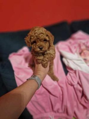 Lovely Toy Poodle puppies - Warsaw Dogs, Puppies
