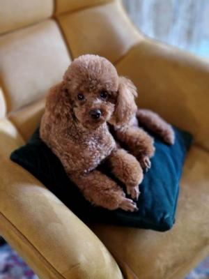 Lovely Toy Poodle puppies - Warsaw Dogs, Puppies