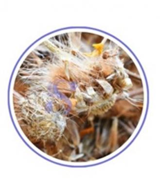 Arnica Whole Flower | Serenityuniverse.com - Other Retail, Restaurant