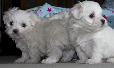 Two Top Class Maltese Puppies Available