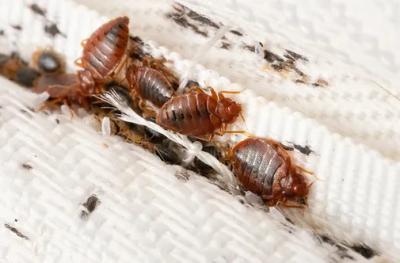 Effective Maine Bed Bugs Control Services - Other Other