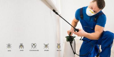 effective pest control solutions in Melbourne - Melbourne Other