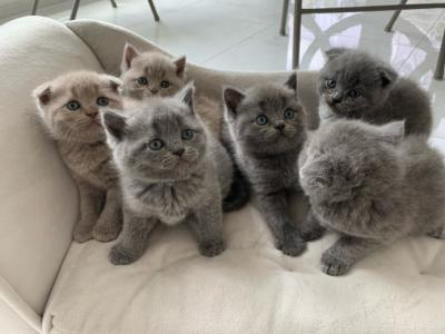 Scottish fold kittens - Berlin Cats, Kittens