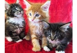 Maine coon kittens - Berlin Cats, Kittens