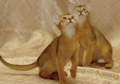 Abyssinian kittens - Berlin Cats, Kittens