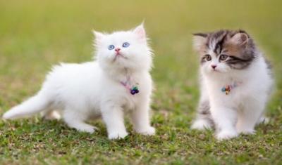 Persian kittens - Berlin Cats, Kittens