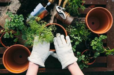 Green Your Space: Buy Gardening Kit for a Blooming Garden