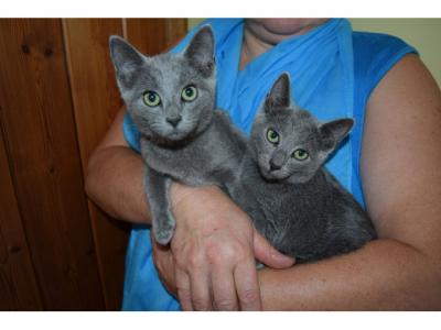Russian blue kittens - Berlin Cats, Kittens