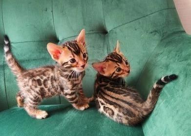Home raised purebred Bengal Pedigree Kittens (Champion Bloodlines) - Vienna Cats, Kittens