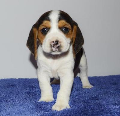 purebred beagles - Vienna Dogs, Puppies