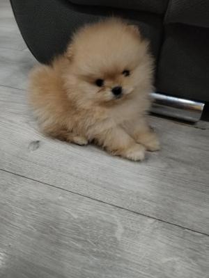 Pomeranian spitz - Vienna Dogs, Puppies