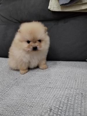 Pomeranian spitz - Vienna Dogs, Puppies