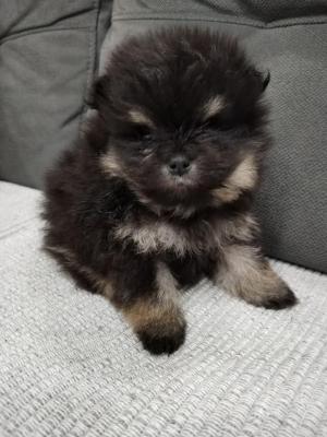 Pomeranian spitz - Vienna Dogs, Puppies