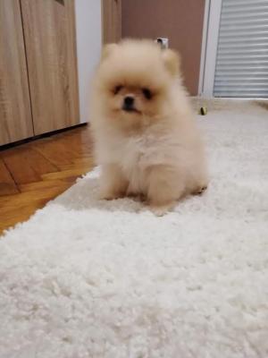 Pomeranian spitz - Vienna Dogs, Puppies