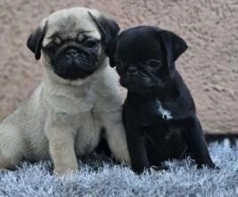 Pugs-fawn and black - Vienna Dogs, Puppies