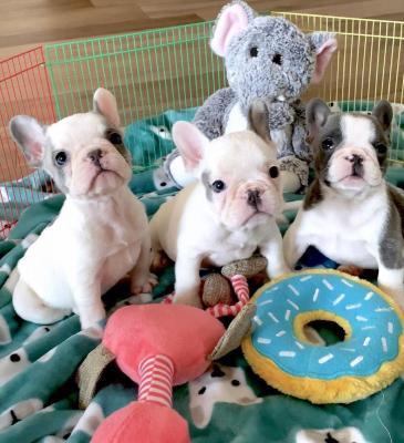 French Bulldog Puppies - Vienna Dogs, Puppies