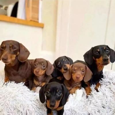 Dachshund Pups - Vienna Dogs, Puppies